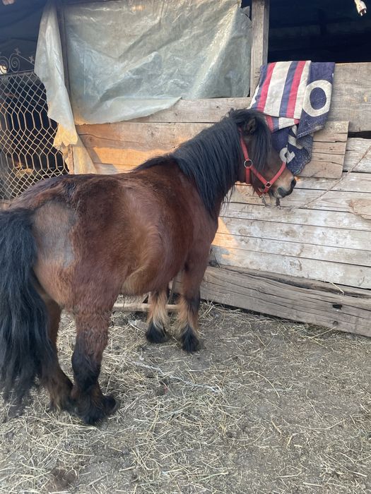 De vânzare poneița gasdanda