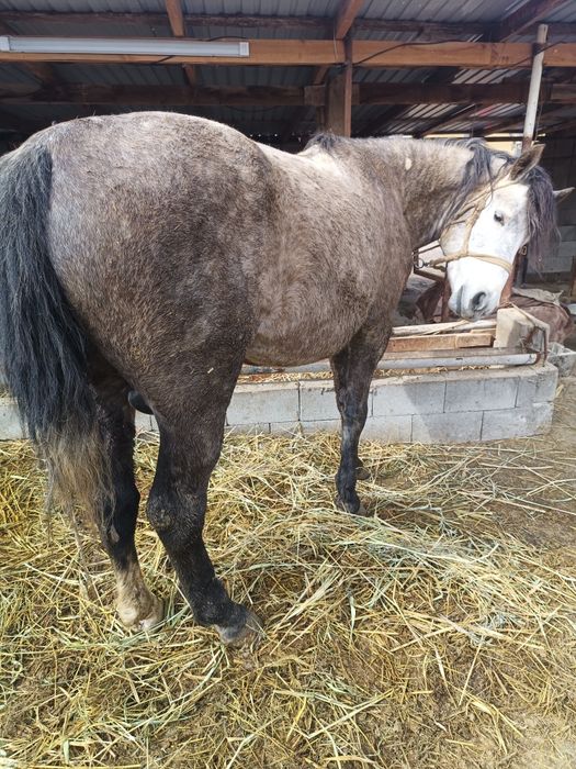 Жылқы сатылады бордақы