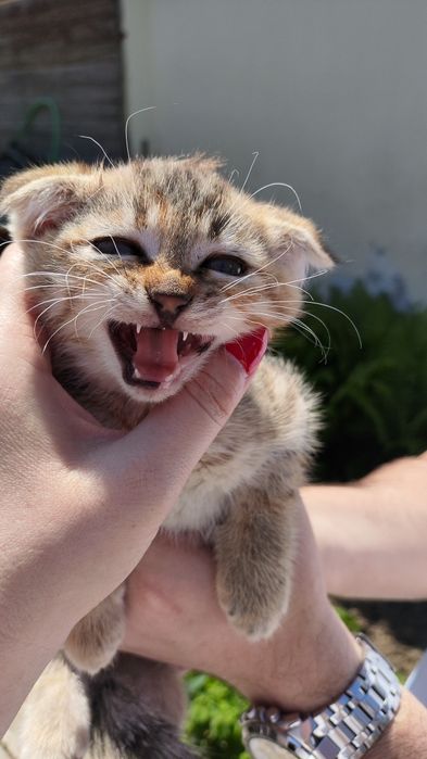 Вислоухая кошечка