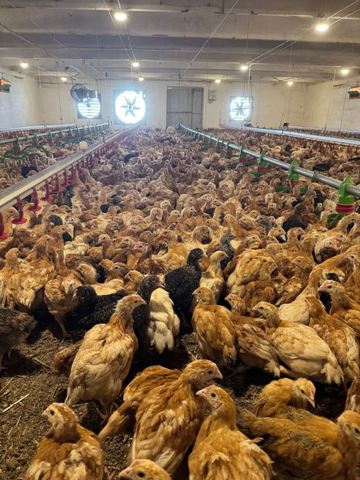 Pui rasă mixtă si pui alb de carne