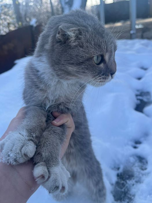 Кошка веслоухая срочно