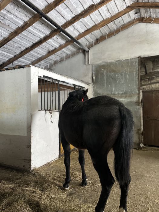 Көкпар Ат сатылады