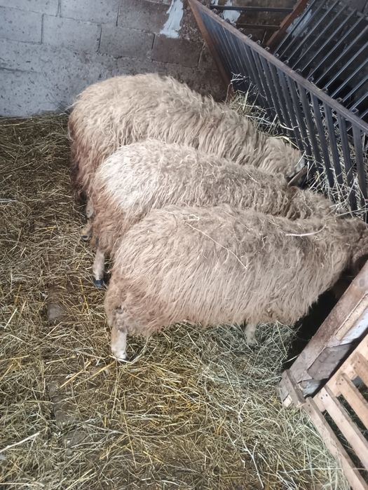 Vând 3 oi 2vsunt gestante