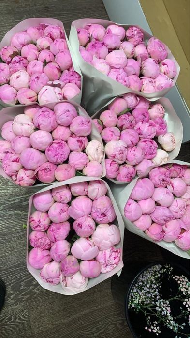 Пионы свежие Sarah Bernhardt