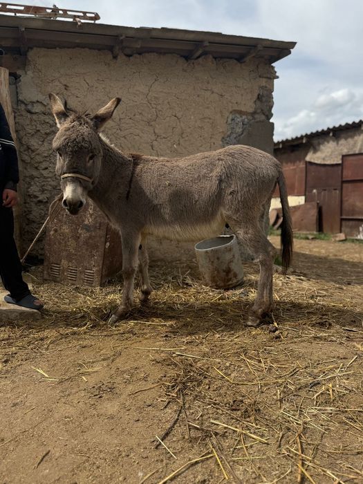 Есек осёл айғыр 7 жасар