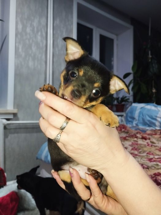 Щенок той-терьера