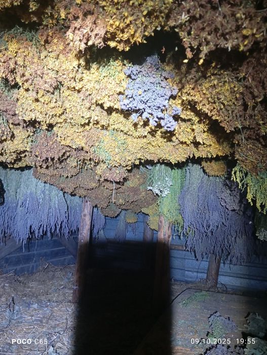 Травы   для бань