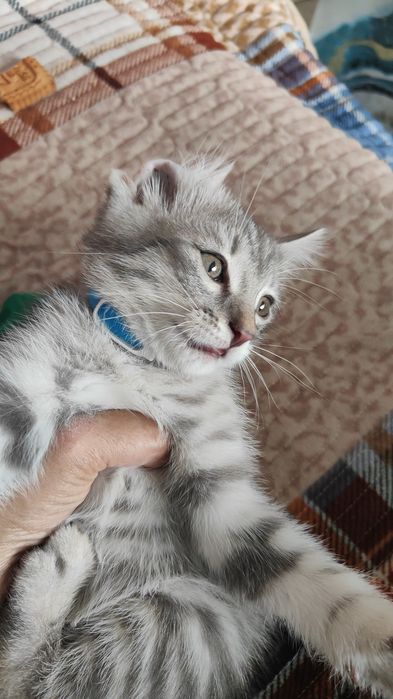 Отьдам домащный шотландский кошка
