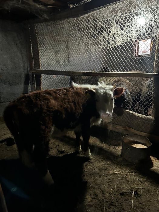 Продам годовалый