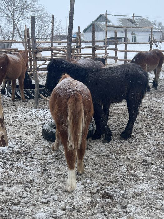 Продам жабажы еркек