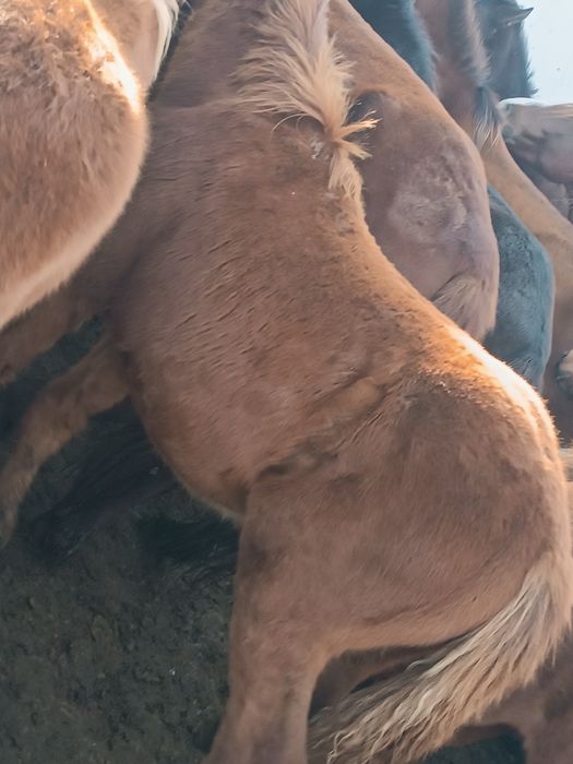 Семиз табындагы жылкылар