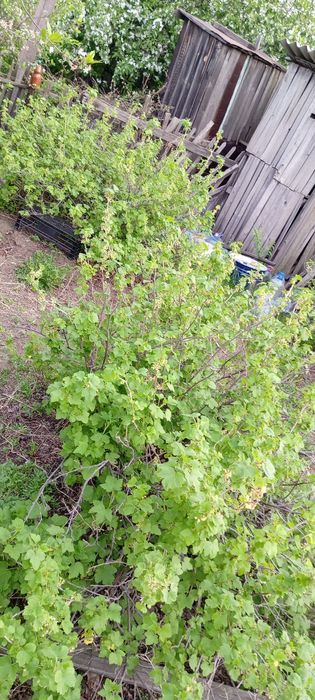 Продам дачу сад Яблонька