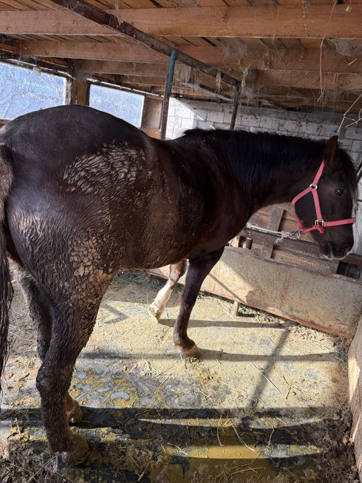 Кобыла Бие Лошадь