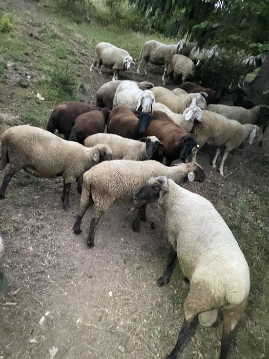 Oi de vanzare mai multe detali la telefon
