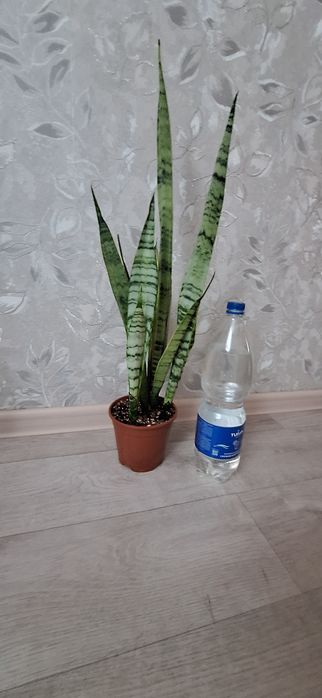 Продам цветы  сансевиерия