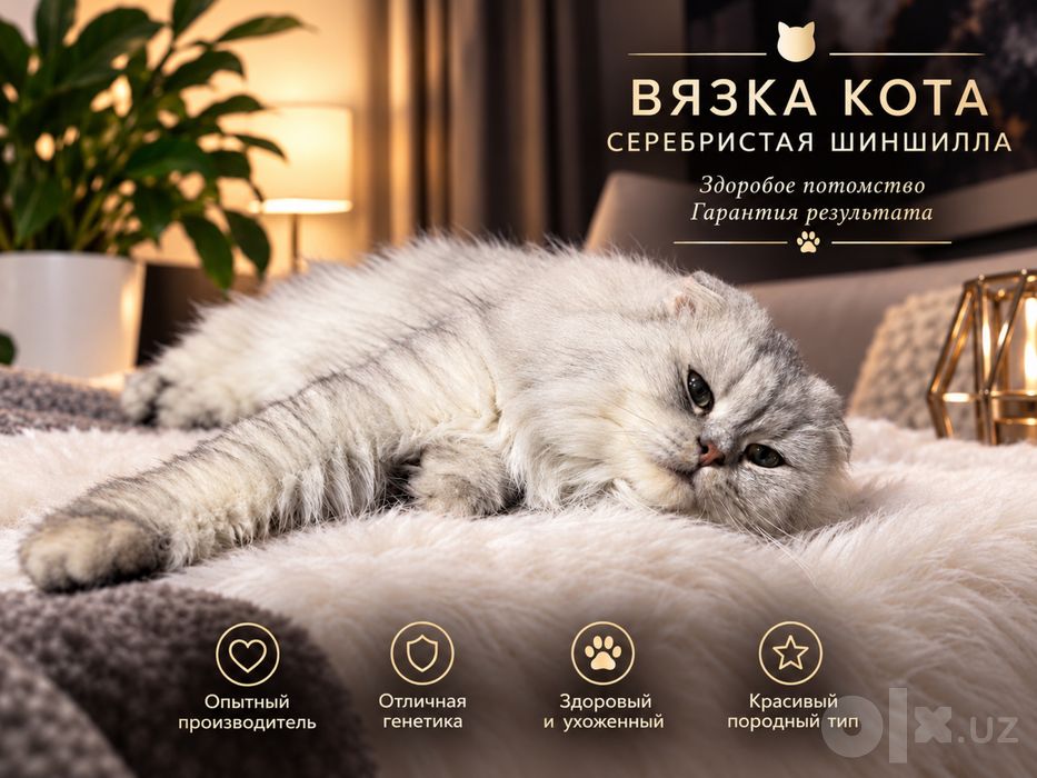 Вязка Кота ( о цене и тд звонить номеру в описании )