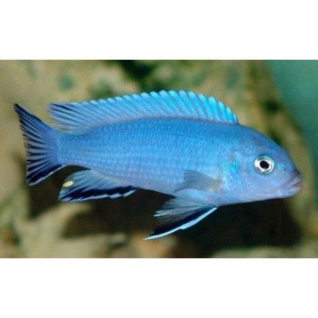 Рибки Африкански цихлиди