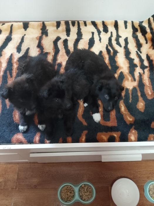 Отдам щенков.Звоночки