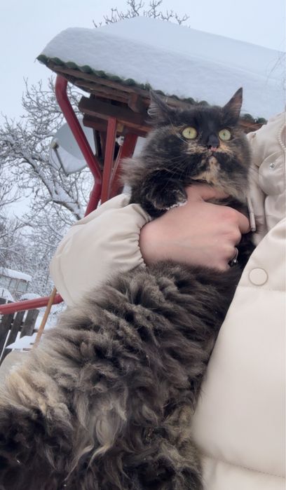 Dau spre adopție o pisicuță.