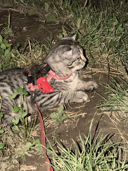 Кошка висолуха продам