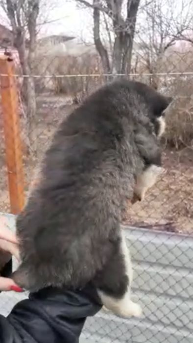 Красотка хаски с голубыми глазками