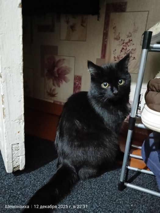 Отдам котика 8-9 месяцев