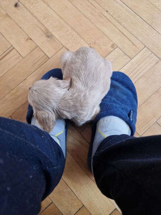 Английски кокер шпаньол