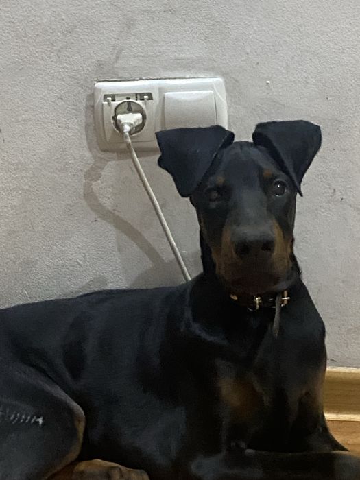 Отдам В добрые руки!