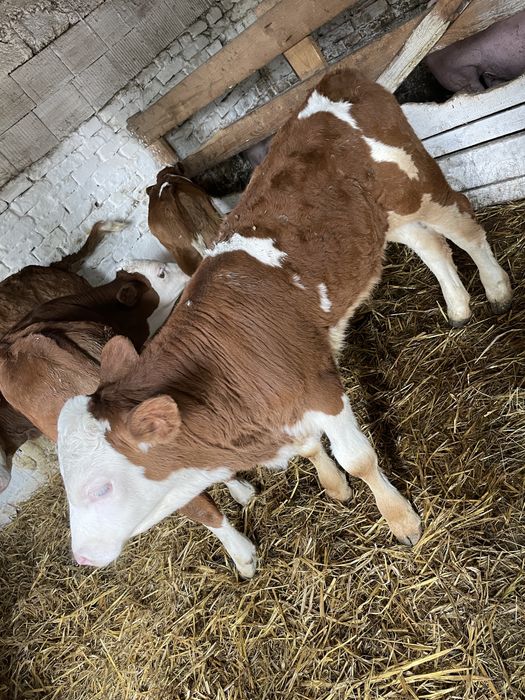 Vitei intarcati de vanzare