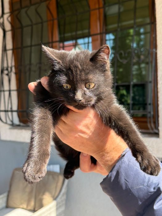 Отдам котят (мальчики)