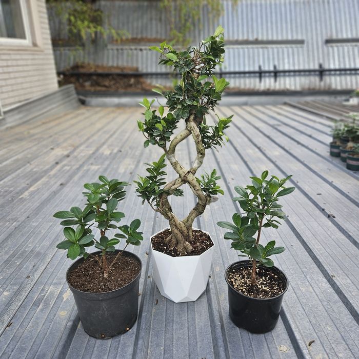 Комнатные цветы продам