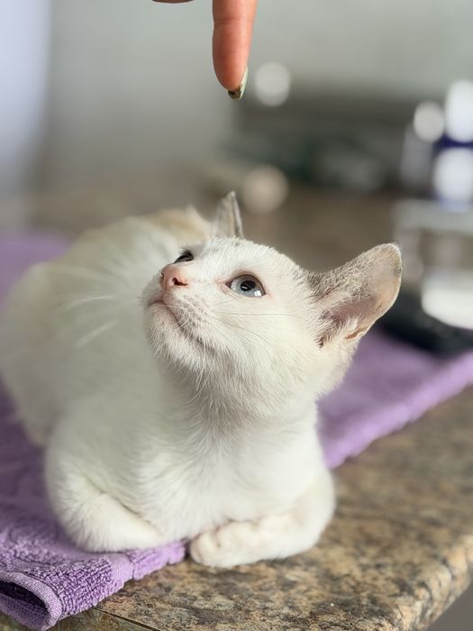 Отдам котенка   в добрые руки