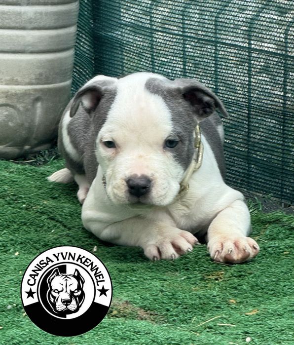 Amstaff blue.