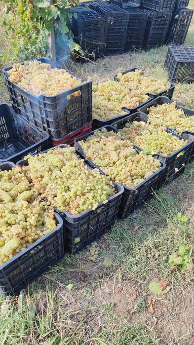 Struguri pentru vin ori ce soi