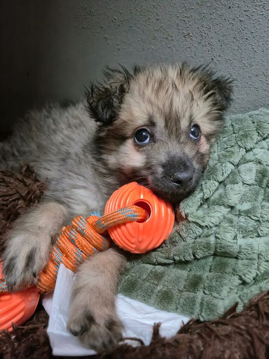 Ишем  дом для щенка.