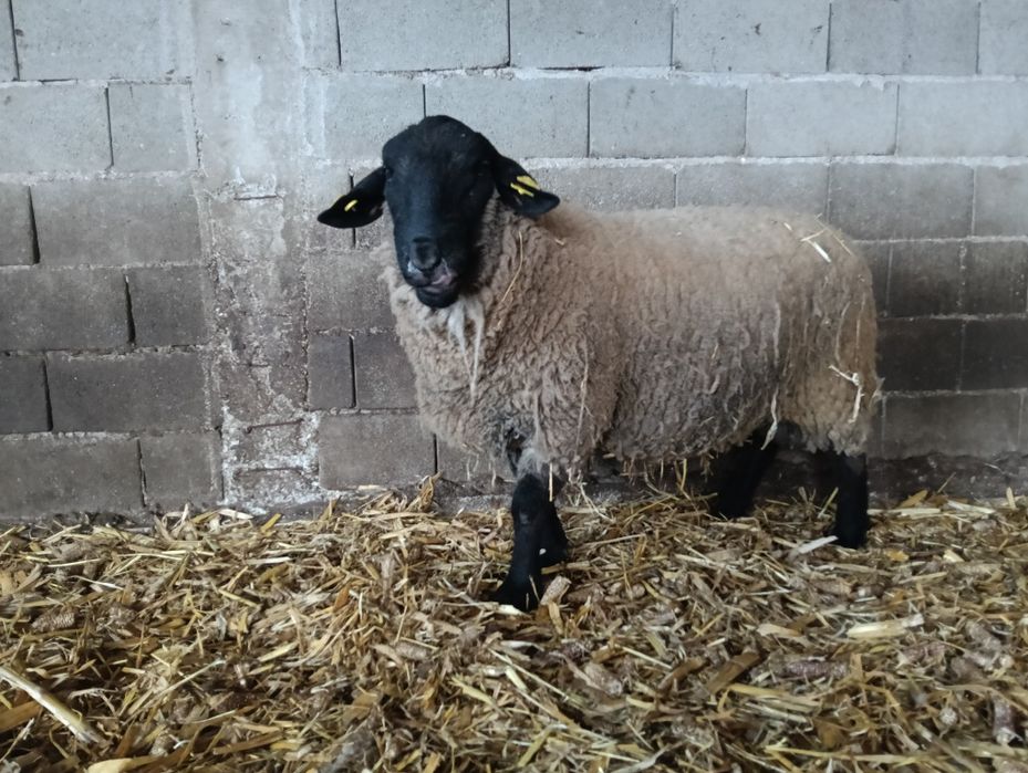 Vand berbec rasa Suffolk  in varsta de 2 ani