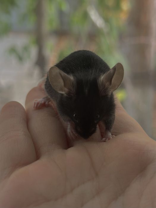 Декоративные сатиновые мышата