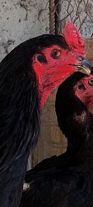 дакан тухумлари сотилади зоти тозаси бухоро гиждувонда