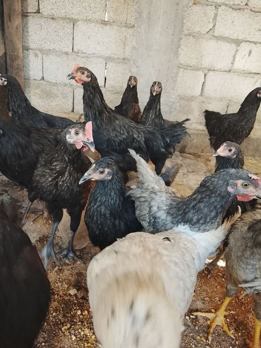 Horozlar 3 oylik
