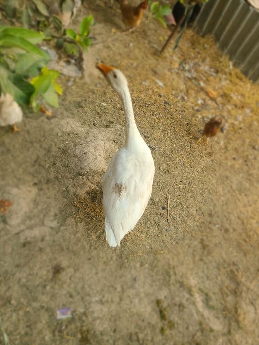 G'oz sotiladi 9 dona