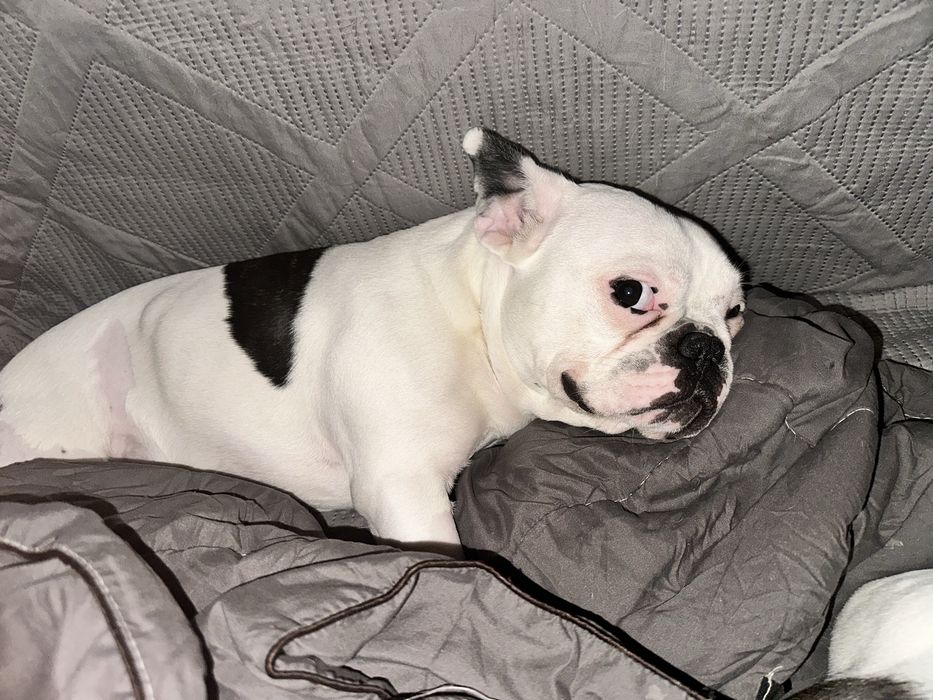 Вязка французкий бульдог