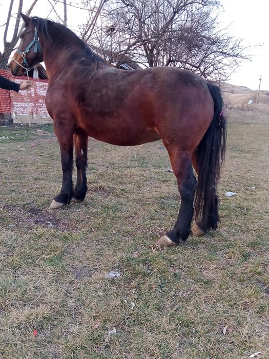 Vind iapa bună de căruță