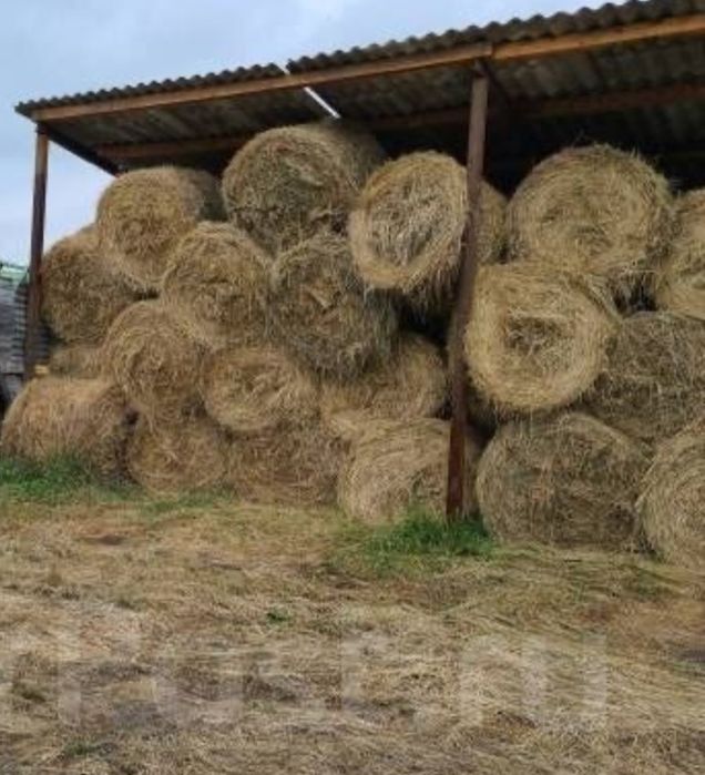 Продам сено рулоновое