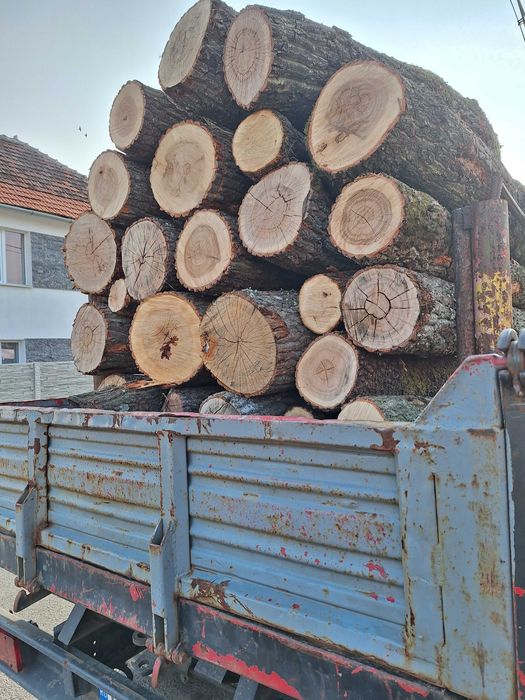 Vând lemne foc buștean CER, FAG, esență tare jud.TIMIS.