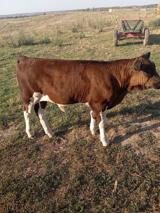 Vând vițel de 3 luni