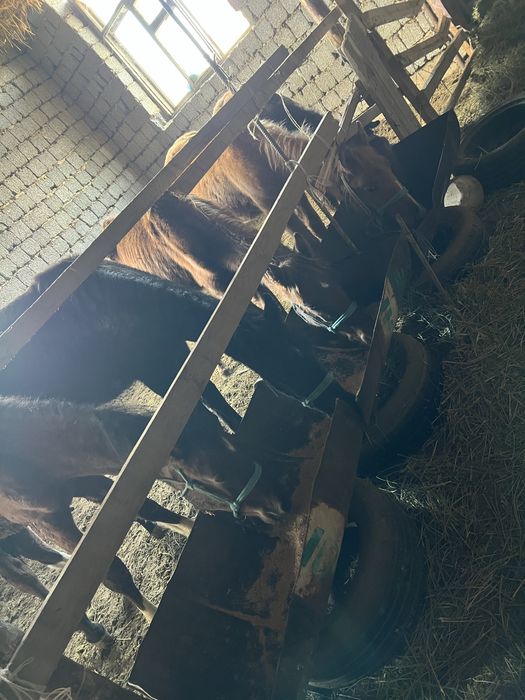 Жабагы лошадь ат