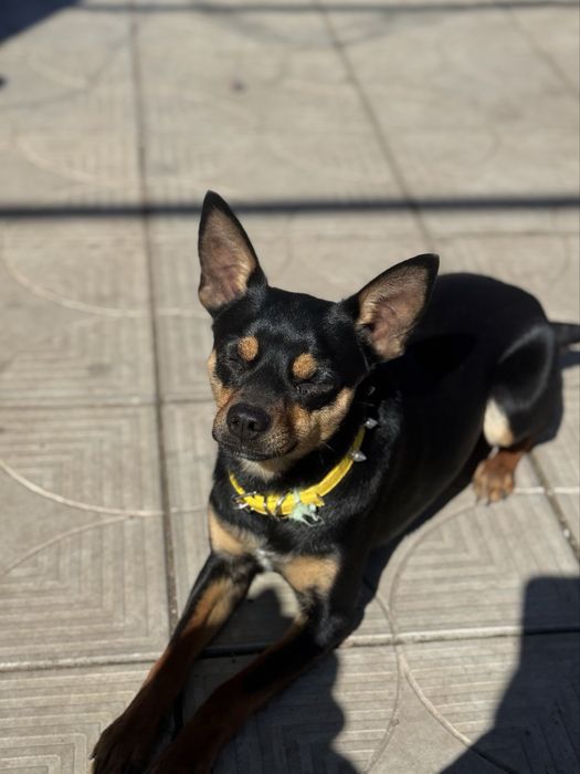 вязка кабеля той пинч