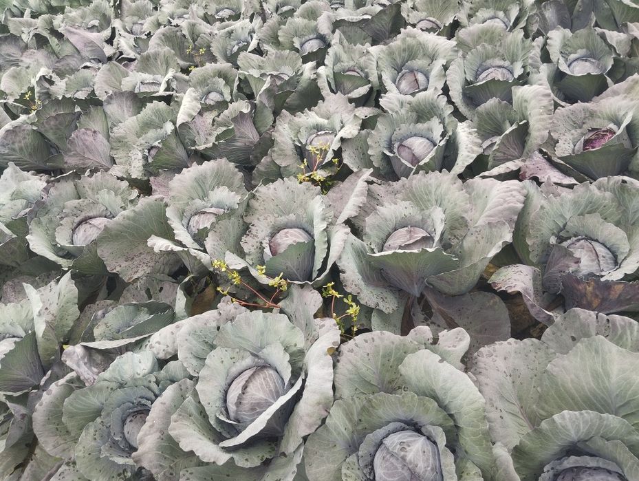 Продавам ЧЕРВЕНО ЗЕЛЕ на Едро.