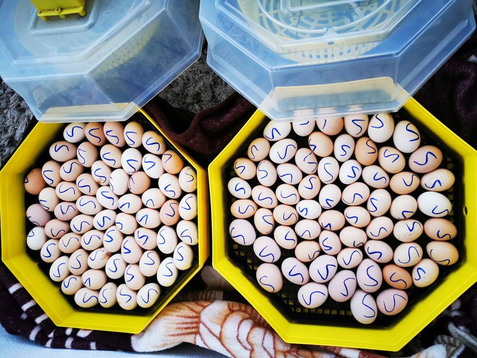 Ouă Australorp negru