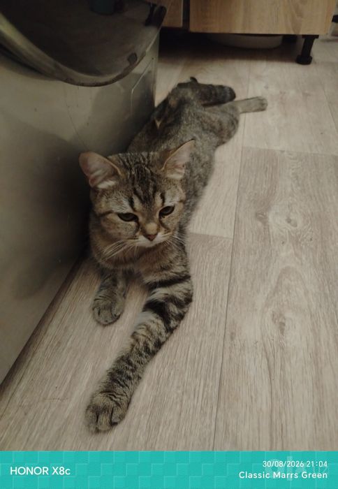 Кошка в добрые руки